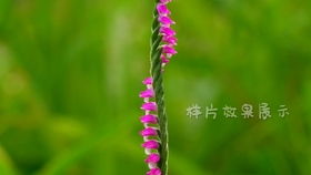 野花国产精品入口（野花视频在线观看欢迎您）