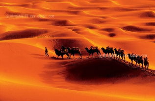 沙漠性治疗营3（沙漠性治疗营1983年）