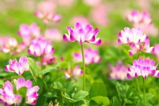 关于野花日本免费视频中文的信息