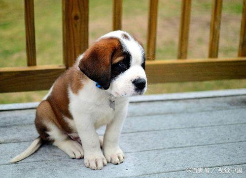 十大聪明犬排名（十大聪明犬排名前十名）