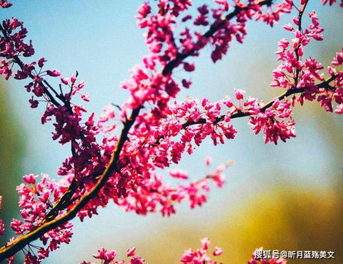 不负韶华(不负韶华的最佳下句) 不负韶华(不负韶华的最佳下句)