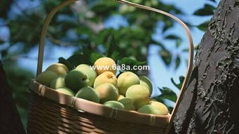 青梅不经c1v2玉米（青梅不双）