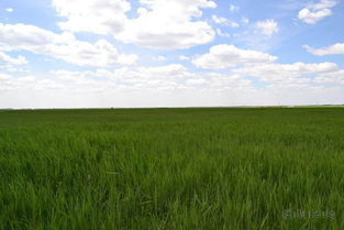 美女图片大全大图（草原美女图片大全大图）