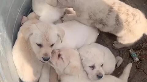 第42集大结局（神犬小七第二季第42集大结局）