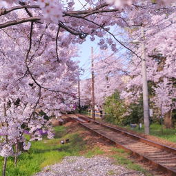 樱花官网官方入门网站（樱花官网官方入门网站网址大全）
