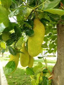 菠萝蜜一区二免费在线观看（菠萝蜜二区在线入口路线）