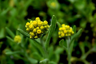 野花成人免费视频（野花成人免费视频偷窥在线观看）