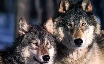 狼群在线观看免费完整版（狼群行动3国语版免费观看）