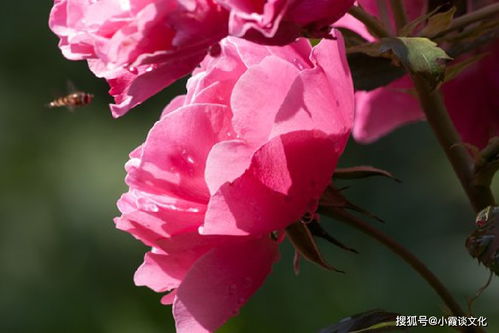 喜爱夜蒲里面好听的歌（喜爱夜蒲里面经典句子）