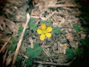 关于野花2000年在线观看的信息 关于野花2000年在线观看的信息