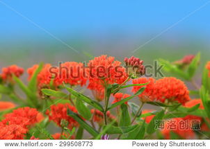 野花高清完整版免费观看视频大全（野花视频在线观看高清完整版在线观看）