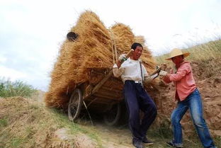 麦子最后和谁在一起了（麦子最后和谁在一起了啊）