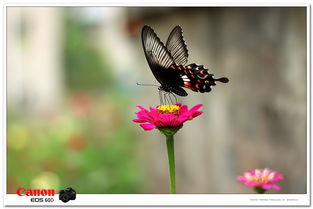 花蝴蝶7免费版大全多少集1到8集(花蝴蝶7免费版大全多少集1到8集更新时间) 花蝴蝶7免费版大全多少集1到8集(花蝴蝶7免费版大全多少集1到8集更新时间)