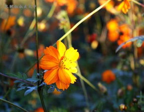 野花韩国视频在线观看5（野花韩国视频在线观看58）