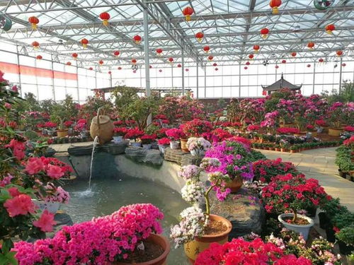 映山红(映山红的寓意和象征) 映山红(映山红的寓意和象征)