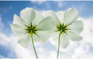 野花免费观看高清电视（电视剧野花）