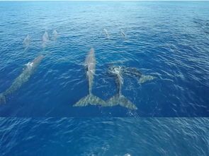 鲸鱼视频免费观看高清版nba(鲸鱼短视频大全) 鲸鱼视频免费观看高清版nba(鲸鱼短视频大全)