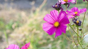 野花韩国视频观看免费高清4（野花韩国视频观看免费高清4k）