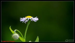 野花社区最新免费高清(野花论坛关了么) 野花社区最新免费高清(野花论坛关了么)