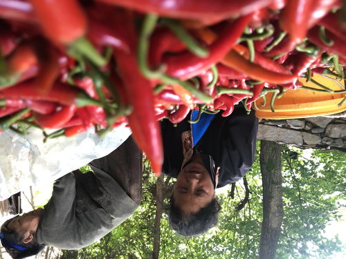 红辣椒2（红辣椒2丁度）