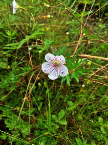 野花视频在线手机免费观看(野花视频在线手机免费观看下载) 野花视频在线手机免费观看(野花视频在线手机免费观看下载)