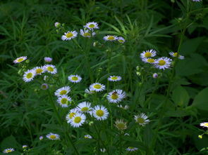 关于野花免费观看高清在线观看6的信息