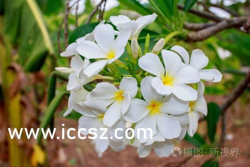 野花韩国免费大全免费看（韩国野花电影奖）