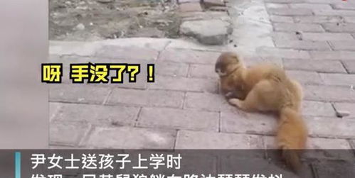 女子遭黄鼠狼拦路的电影（女子路遇受伤黄鼠狼将其送医）