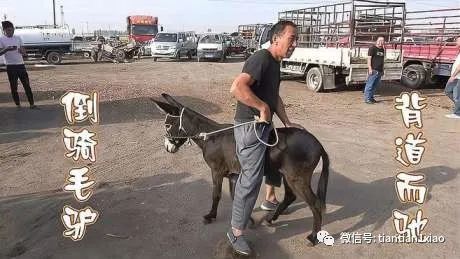 傻大壮长着驴一样的东西（大傻子壮壮）